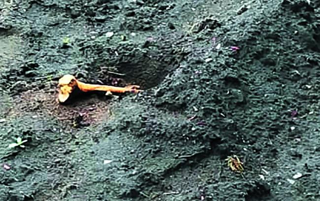 Человеческие останки погибших воинов в районе плацдарма «Невский пятачок»